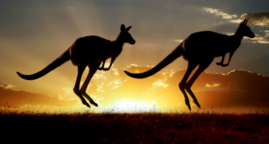 El Nino prompts concerns for growing kangaroo populations