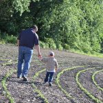 Winter wheat may be more valuable for grazing, hay crop this spring