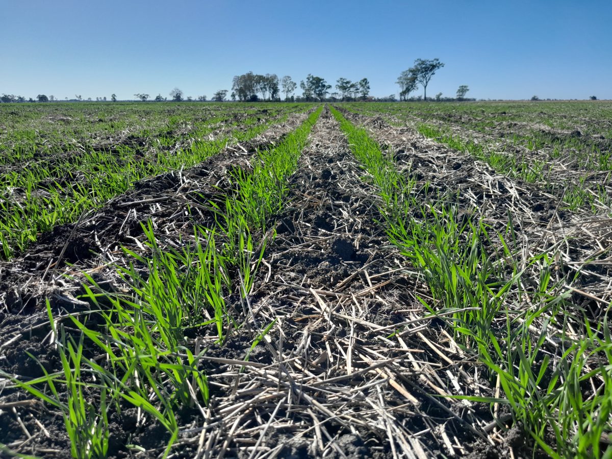 Feedgrain Focus: Northern barley bucks downtrend