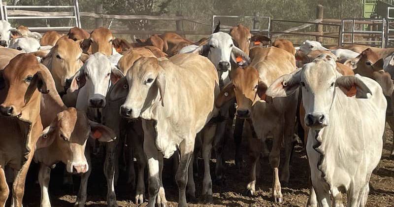 Largest cattle sale for year to date at Charters Towers