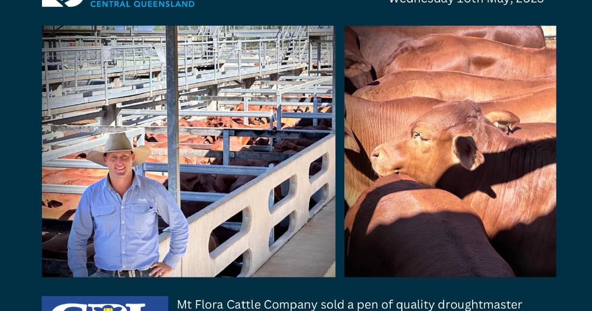 Oversupply hits Gracemere prime and store cattle market