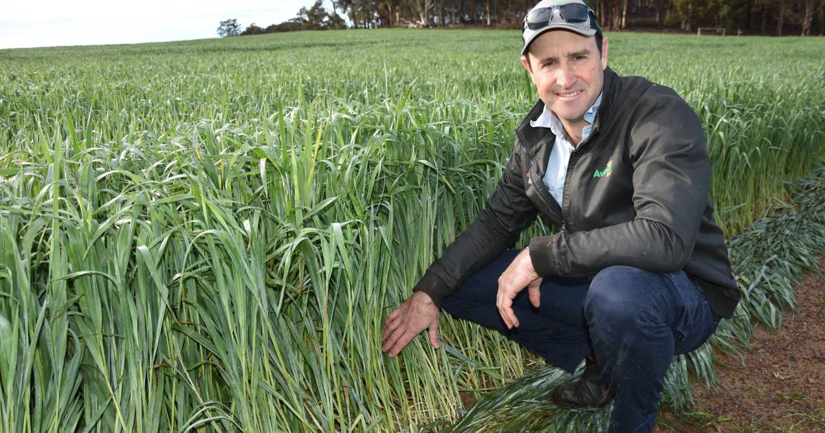 WAFarmers Grain Council president Mark Fowler has concerns over new levy | Farm Weekly