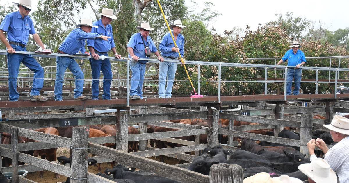 Queensland weaners coming in thick and fast