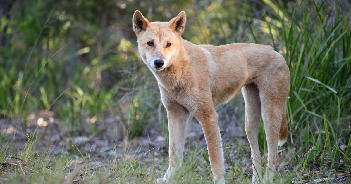 New DNA testing tech shows pure dingoes are not on the decline | The Land