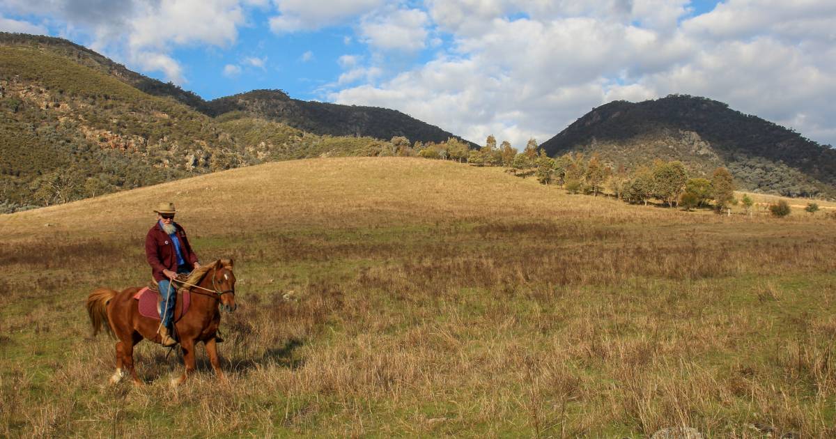 Training and promoting Brumbies