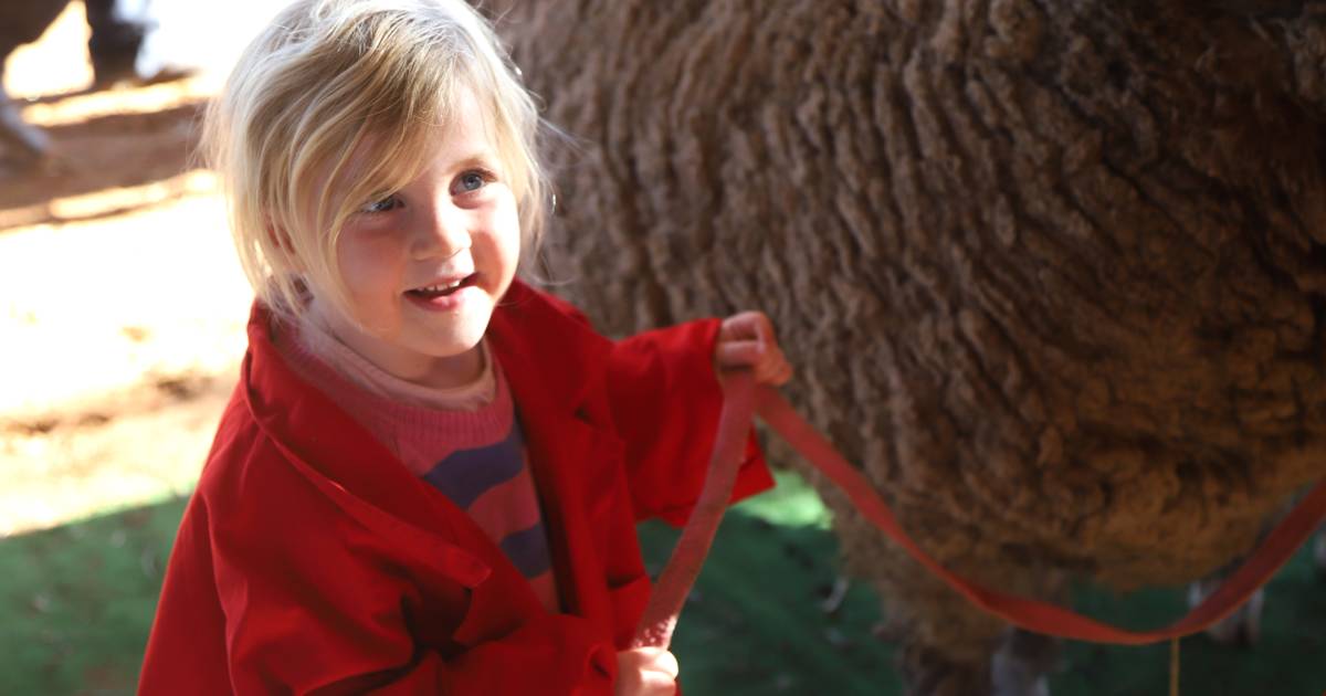 Faces and champions of Qld State Sheep Show 2023 | Queensland Country Life