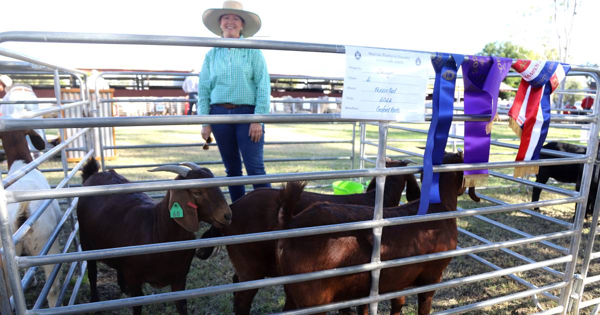 Aussie Red does top Blackall Show’s inaugural goat section | Queensland Country Life