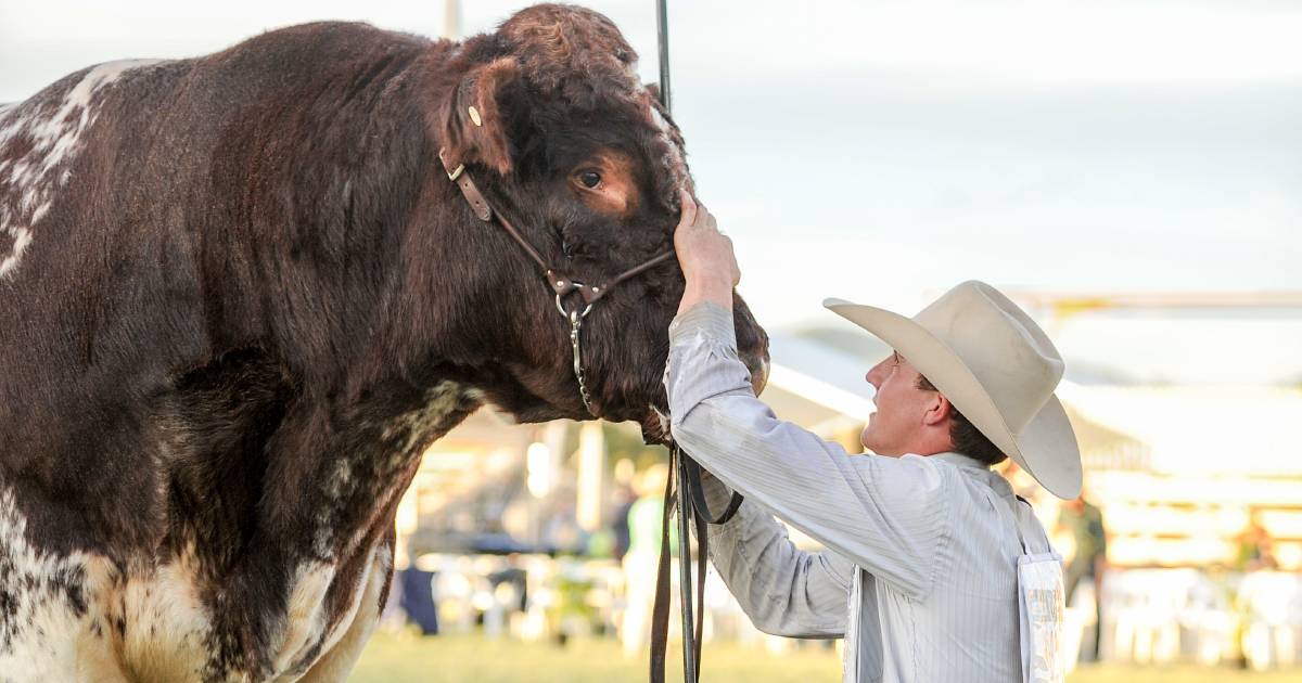 Looking back on Beef 2021 interbreed champions Brahman, Charolais and Shorthorn breeds | Queensland Country Life