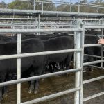 Competition for quality weaner steers at Beaudesert