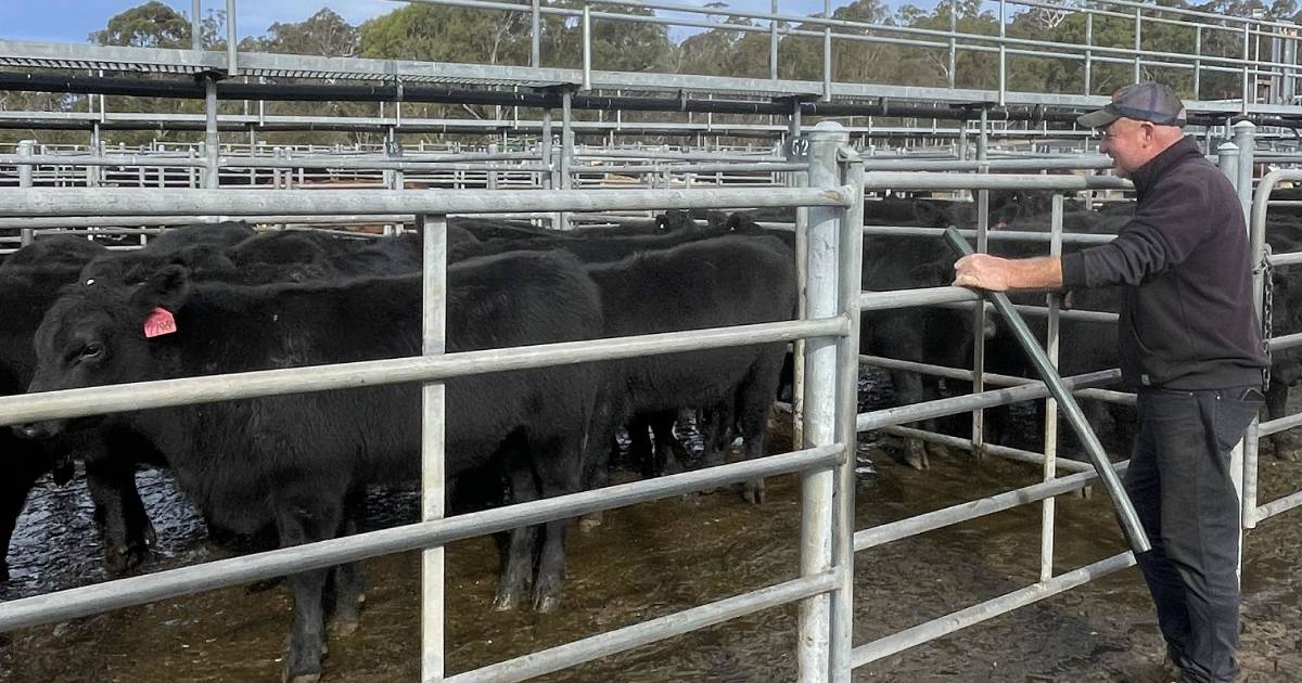 Limousin cross steers sell to a top of $1170 at Bega