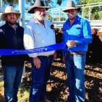 Most Silverdale categories back, but weaner steers up 20c/kg