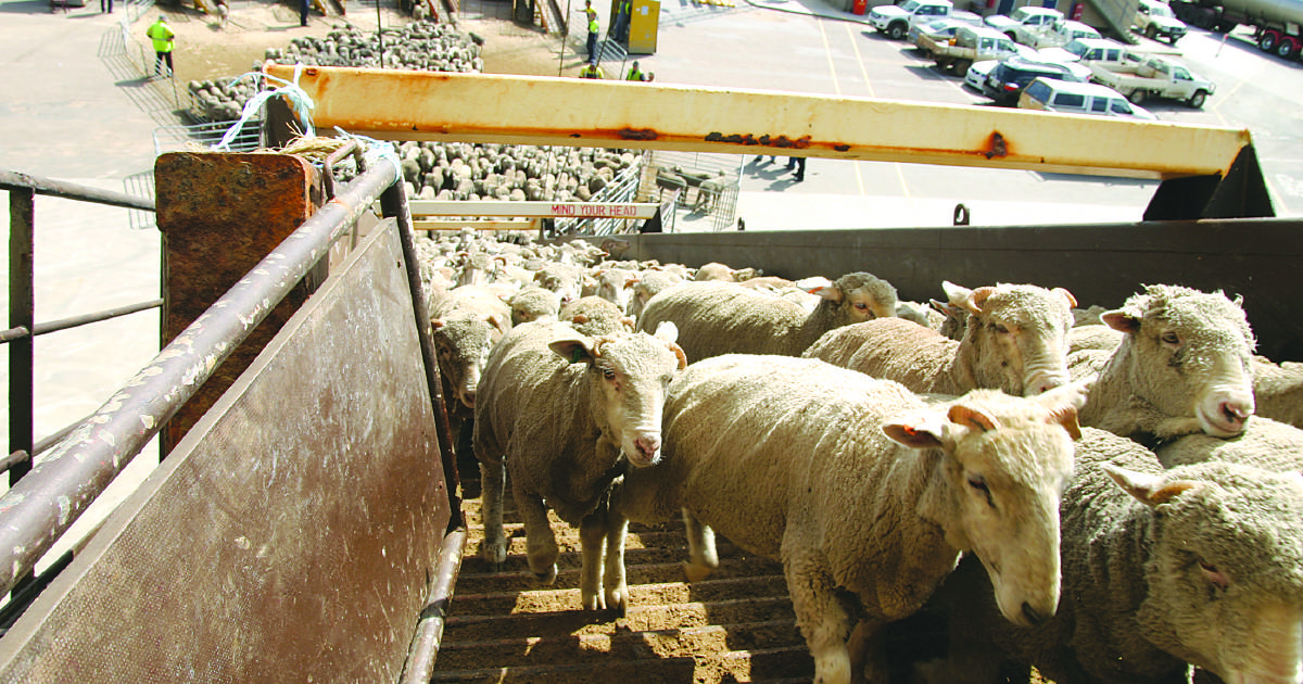 Take a stance on live sheep trade ban