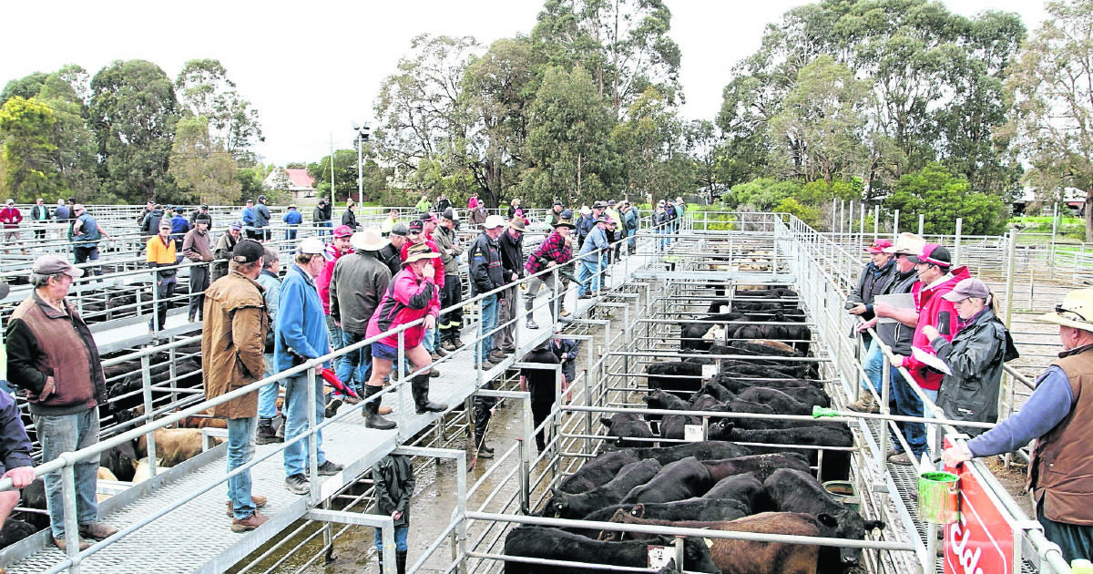 WA cattle market outguns the east