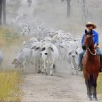 Wait for rain preys on buyer confidence as cattle market continues slide | The Land