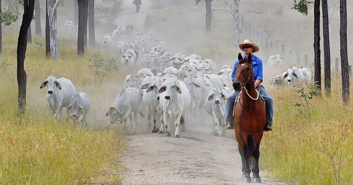 Burnett Brahman breeders clean up Monto show carcase competition | North Queensland Register