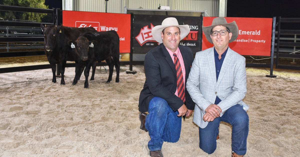 Bar H Grazing's Wagyu female auction sets high standard in central Queensland