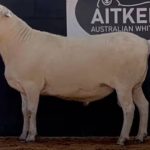 Brazil judge moves to ban live cattle exports, as NZ ban takes effect