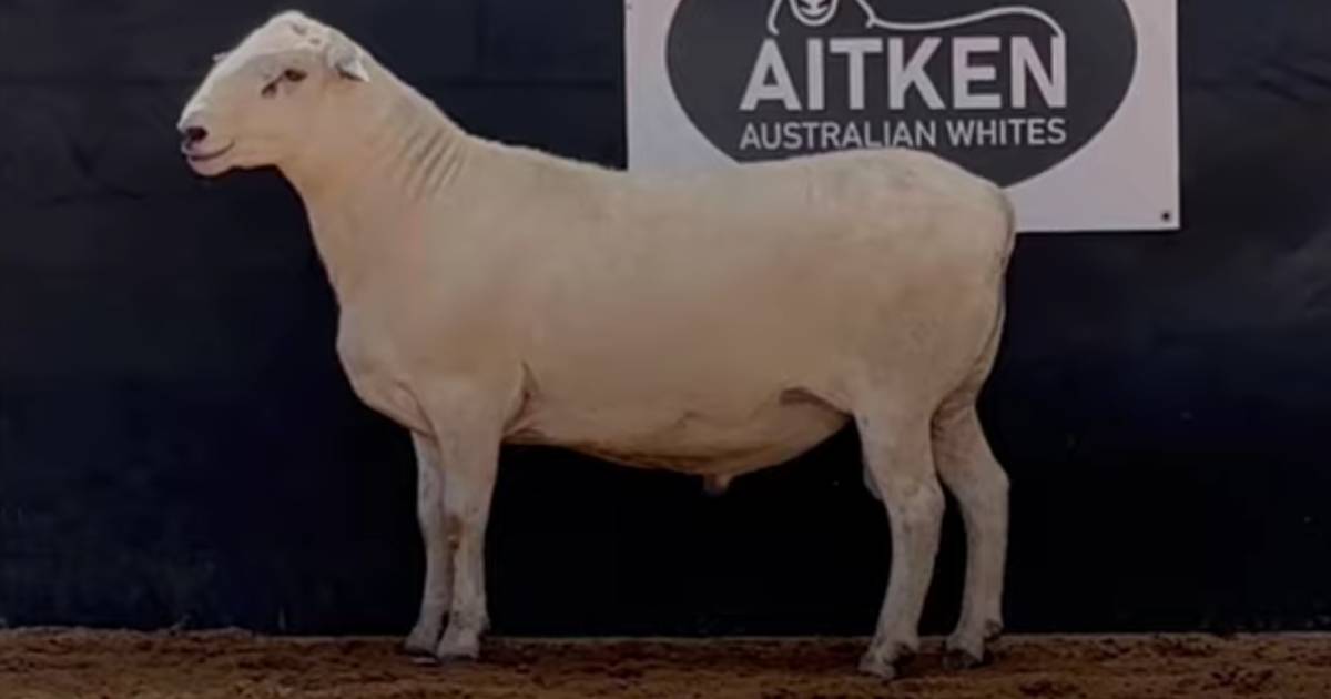 First sale a success for Aitken Australian Whites