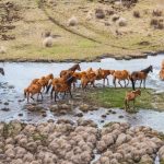 Gilberton offers a luxurious cattle station experience for tourists