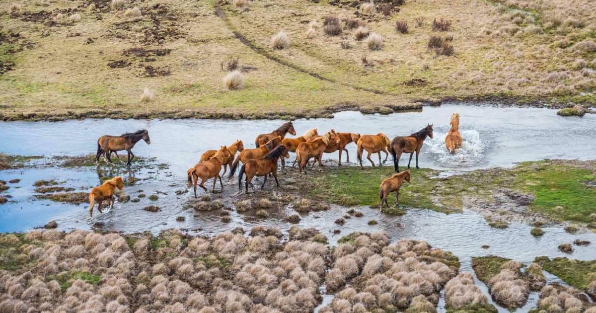 Mustering brumby facts