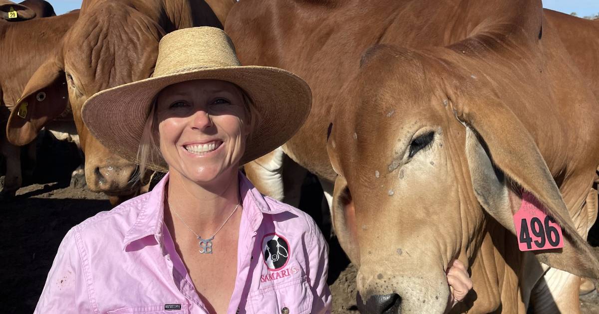 Brahman breed looking to find its position in the marketplace | Queensland Country Life