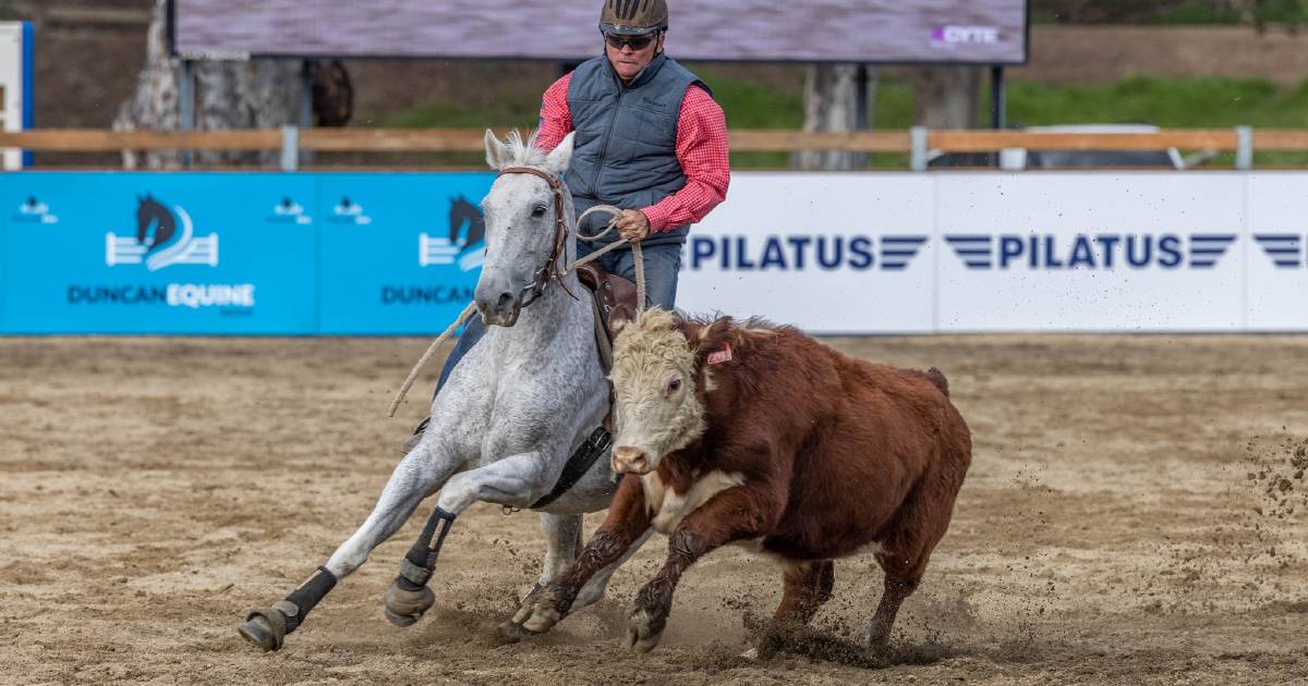 2023 Willinga Park Gold Buckle Campdraft won by Pete Comiskey | Queensland Country Life