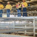 Dubbo sale 12 May 2023: Market eases for 4020 head