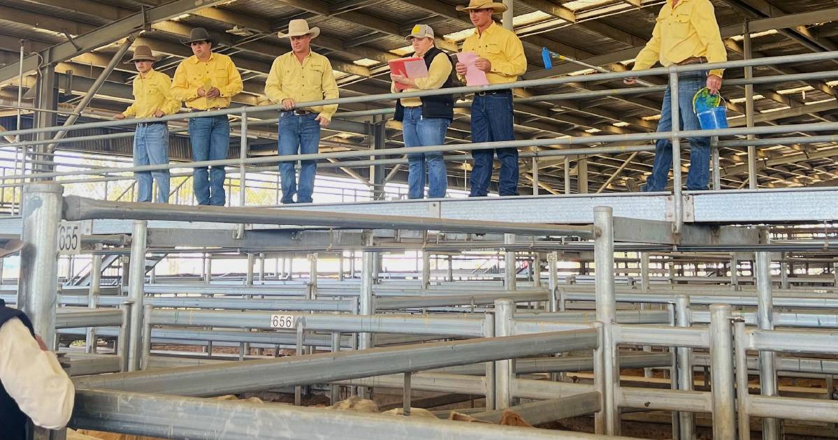 Lotfeeders and restockers go head to head at Ray White Rural Dalby feeder and weaner sale