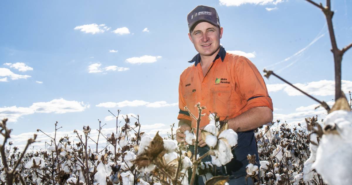 It’s the biggest cotton crop in decades for some in Australia’s ‘salad bowl’ | Queensland Country Life