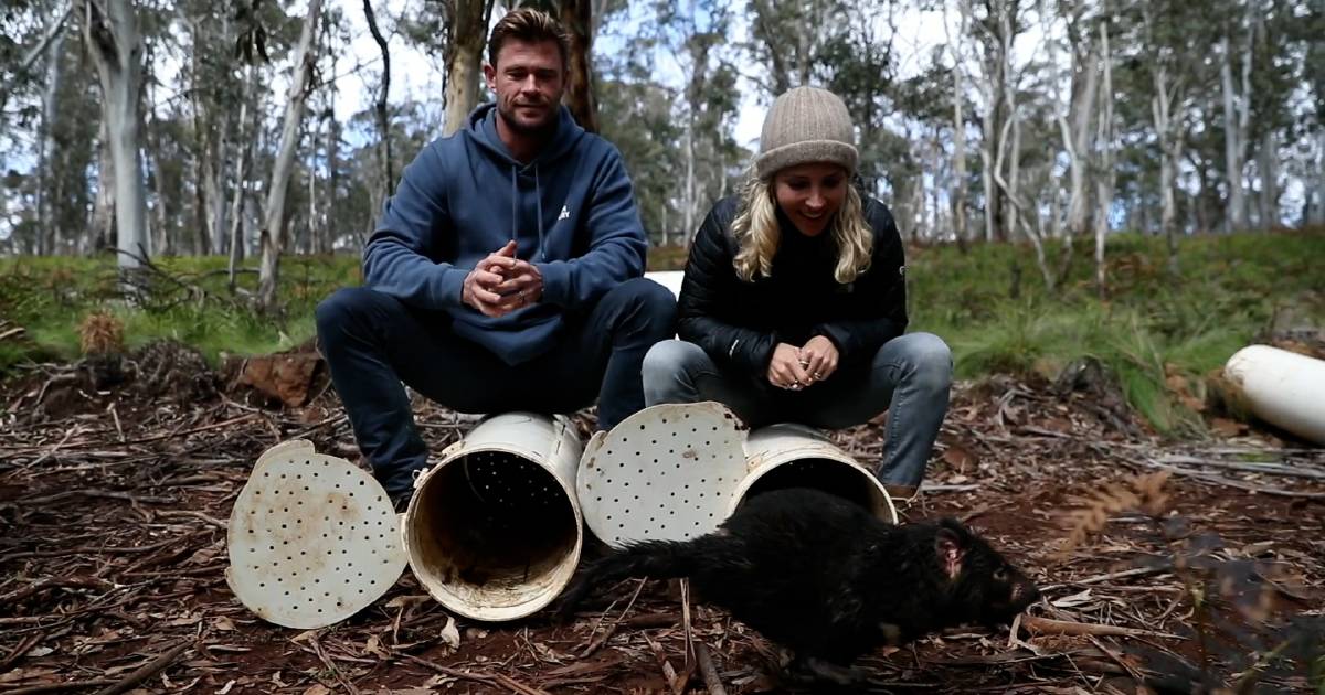 Chris Hemsworth releases Tasmanian devil: Adventurous Lisa found with joeys | The Land