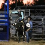 Good lines of young cattle on offer at Woodford