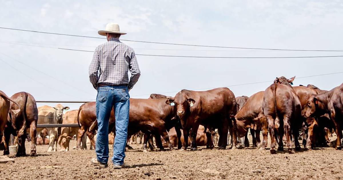 Woolies praises Aussie farmers, ends ties to animal welfare guide