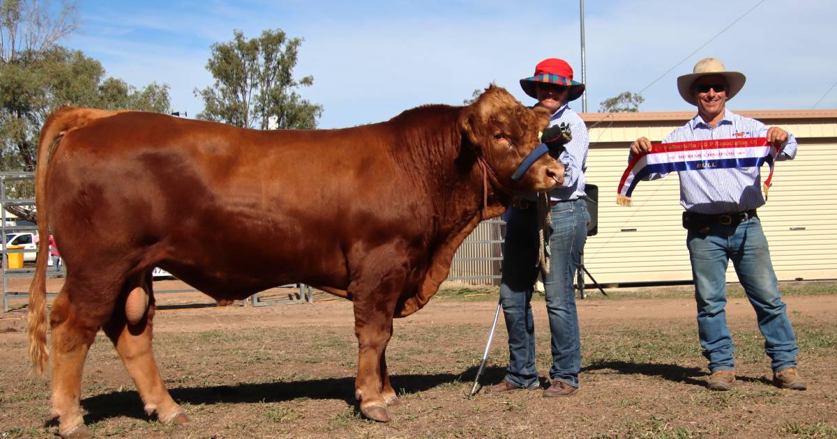 Gelbviehs go for gold at Wallumbilla, Whitakers win at Mundubbera, while Blackall is all about wool