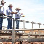 Cost-of-gain in feedlot cattle lines up with feeder cattle prices