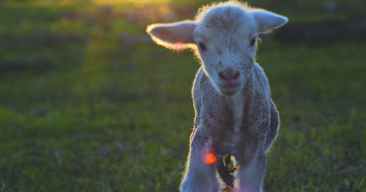 Weekend warning for sheep graziers