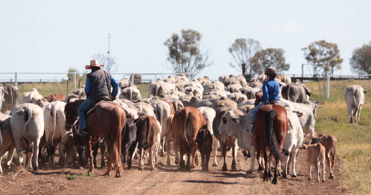 Barcoo Beef feedlot competition at Tambo taking nominations for 2023 | Queensland Country Life