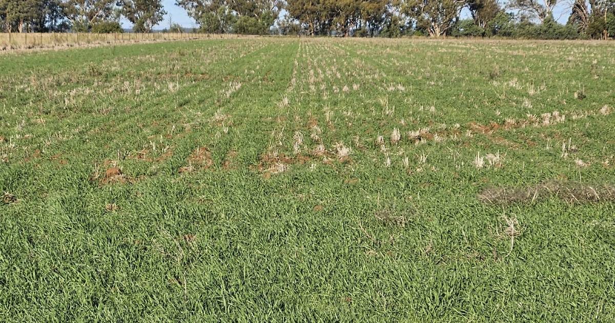 Don't be fooled, winter grazing crops can be sown earlier than you think