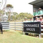 Droughtmaster cross steers 483kg make 336c/$1624 at Emerald | Queensland Country Life