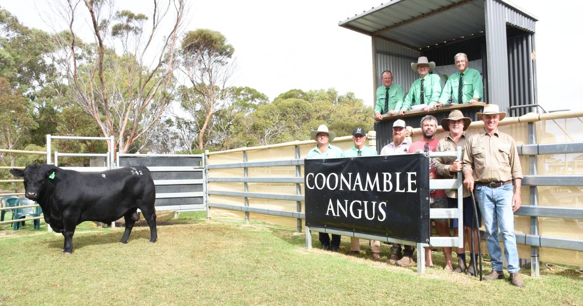 Why WA studs enjoyed their best bull selling season on record