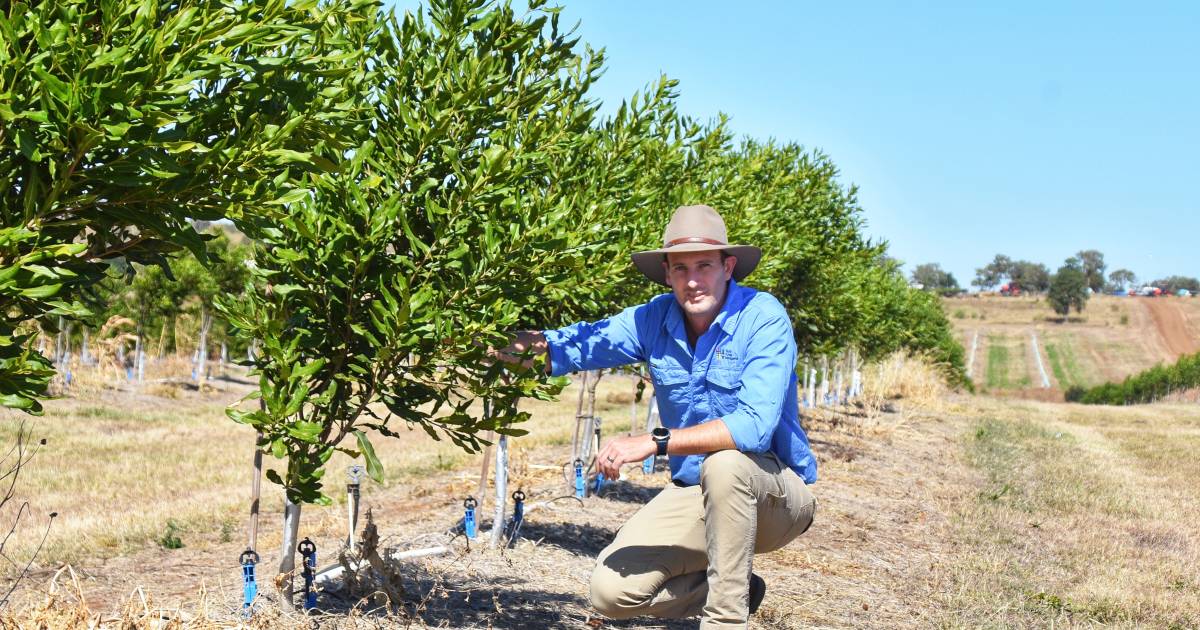 Rookwood Weir a 'key catalyst' for Rural Funds' long-term macadamia investment in central Queensland