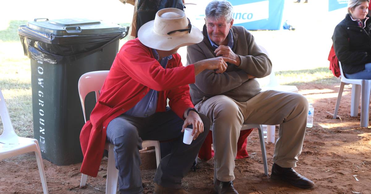 Benn and Max Wilson lead Queensland, Australian stud sheep breeders | Queensland Country Life