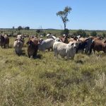 Wingham Beef Week | The Land