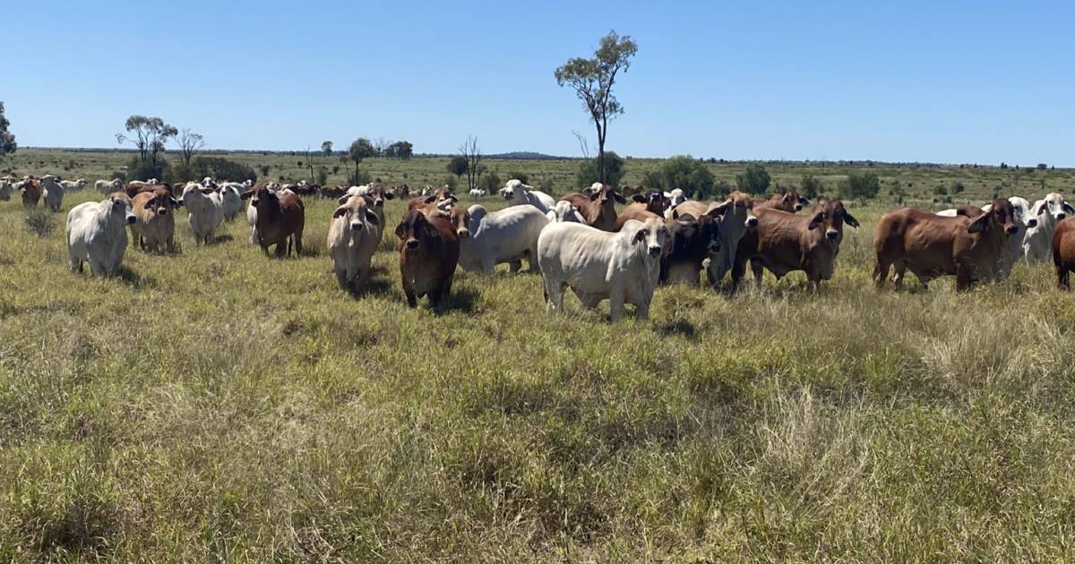 Prime, fully developed cattle country backed by cultivation