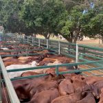 Lantana kill ramped up in south east Queensland