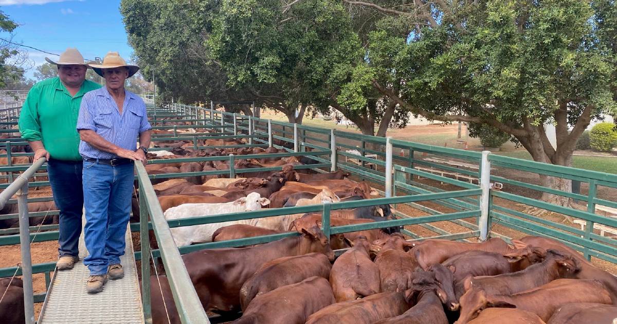 Blackall agents yard 4582 cattle