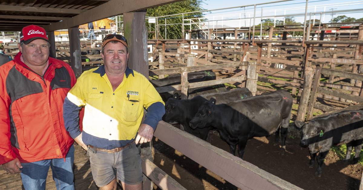 Steers to 386c at Toowoomba