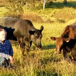 Market back at Yass weaner sale