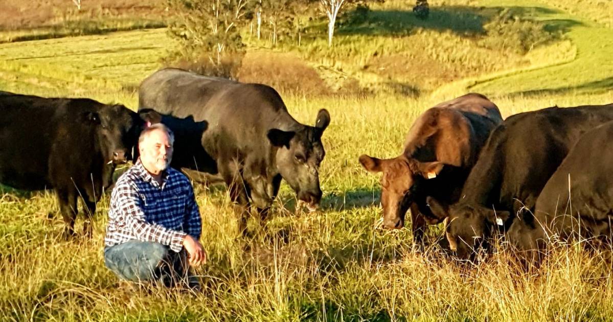 Seven broad ribbons with six steers at WBW | The Land