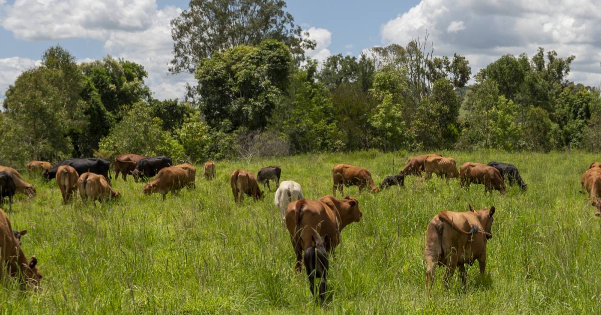 Qld company taps into $4b global industry using cowhides destined for landfill