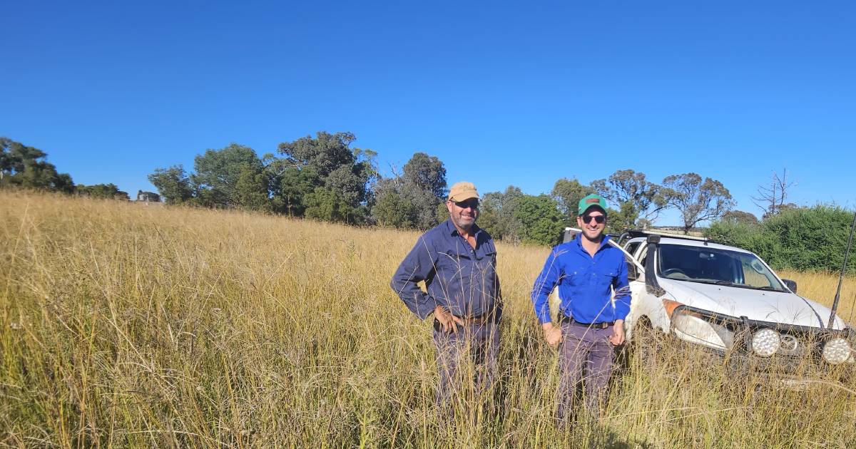 Holbrook Landcare Network researching the role of tropical grasses in southern NSW | The Land